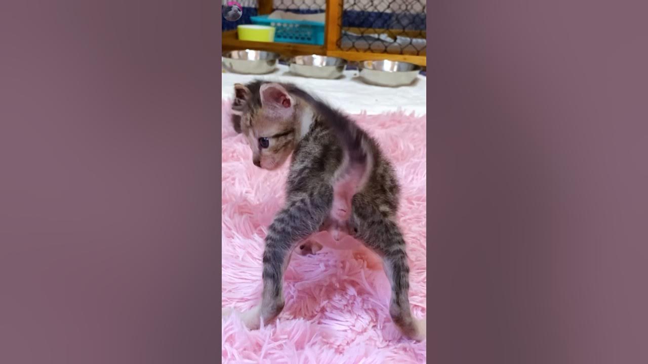 🐾 Oops! 😅 Stepped on the Older Cat's Tail! 😻 Cute Kitten's Adorable
