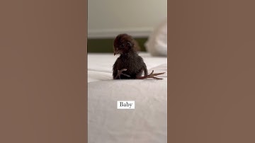 Epic Size Difference! Watch These Big and Small Animals Bond