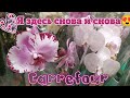 🌸🌿Цветочно-орхидейный Carrefour 🪴 Житейские заметки🤓