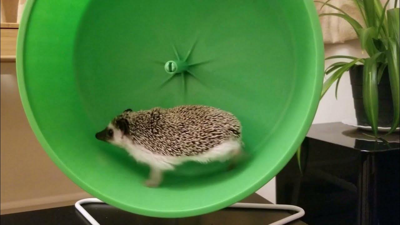 Hedgehog running on wheel YouTube