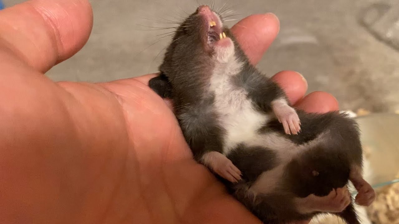 ハムスターの冬眠 悲報 チョコハムちゃん逝く ハムちゃんcutetv Youtube ハムスターの冬眠 悲報 チョコハムちゃん逝く ハムちゃんcutetv Youtube