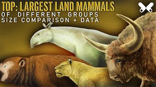 TOP Largest Land Mammals.size comparison. Megafauna