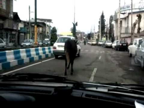     اسب سرگردان در خيابانهاي املش طنز