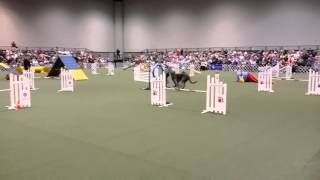 Shofar the Deerhound 2015 Invitational Final's demo run