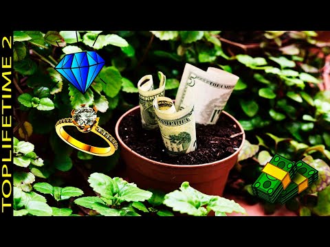 7 Plantas Que Atraen Dinero y Prosperidad Para Año Nuevo