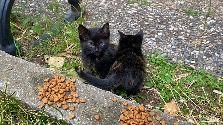 Watch the video about Hungry little poor Kittens living on the street. I gave them food 🥰