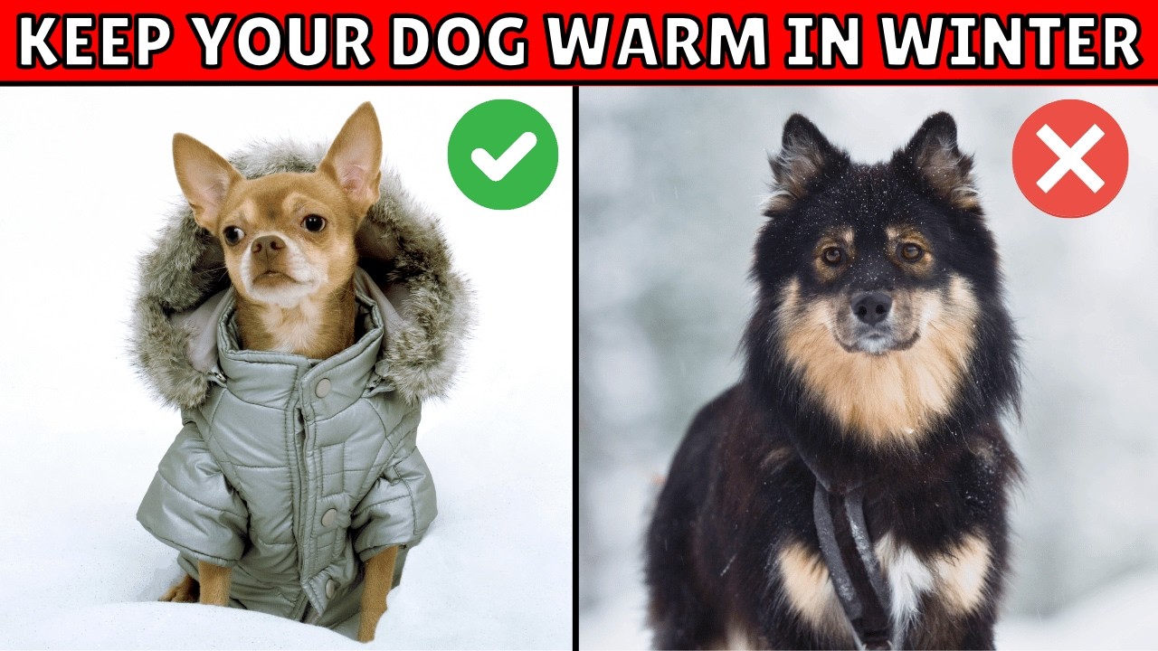 How to Keep Your Dog Warm and Cozy in Cold Weather - YouTube