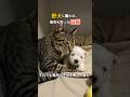 犬に我が子を奪われた母猫、孤児の子犬を育む奇跡