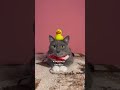 КОТИКИ В ШКОЛЕ НОВОГОДНИЕ СТИШКИ КОТИКИ В ШКОЛЕ НОВОГОДНИЕ СТИШКИ