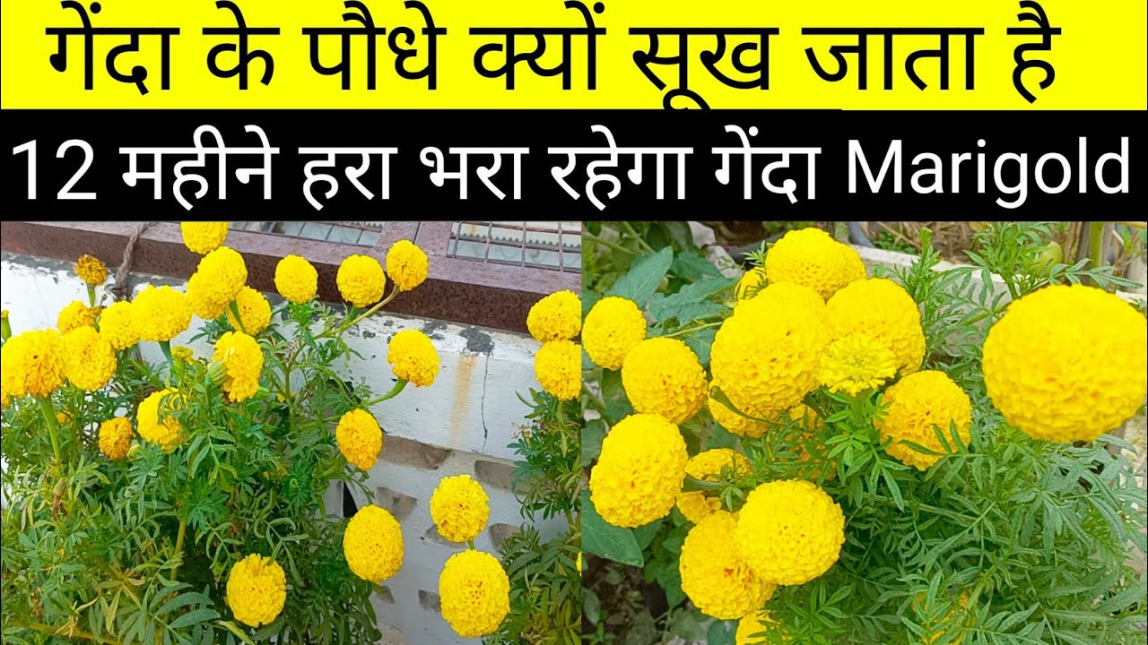 12 महीने रहेंगे गेंदा के पौधे/गेंदा लगाने का सबसेसही समय और तरीका/Marigold grow from cutting & seeds
