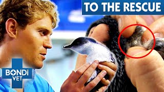 Penguin&#39;s Tick-Infested Body Is Shutting Down 💔 😨 Bondi Vet To The Rescue Ep 4 | Bondi Vet