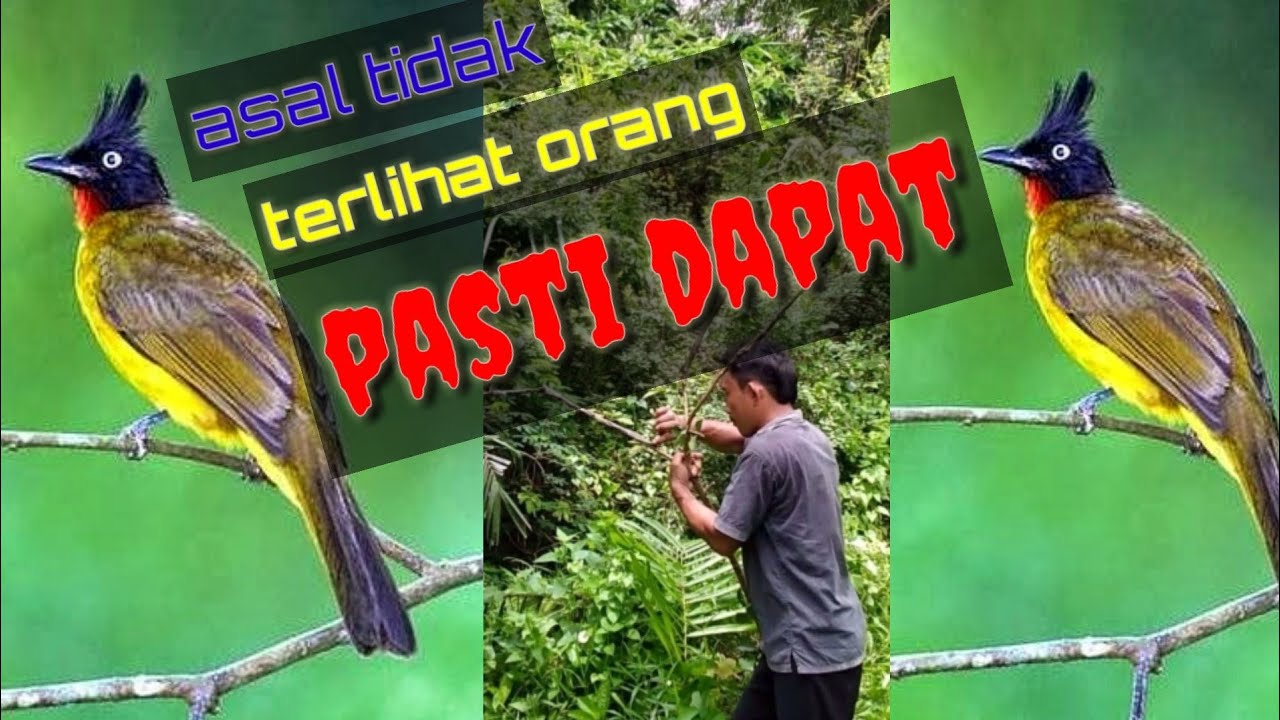 ASAL TIDAK TERLIHAT ORANG BURUNG INI PASTI TURUN 