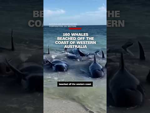 160 whales have beached off the coast of Western Australia.