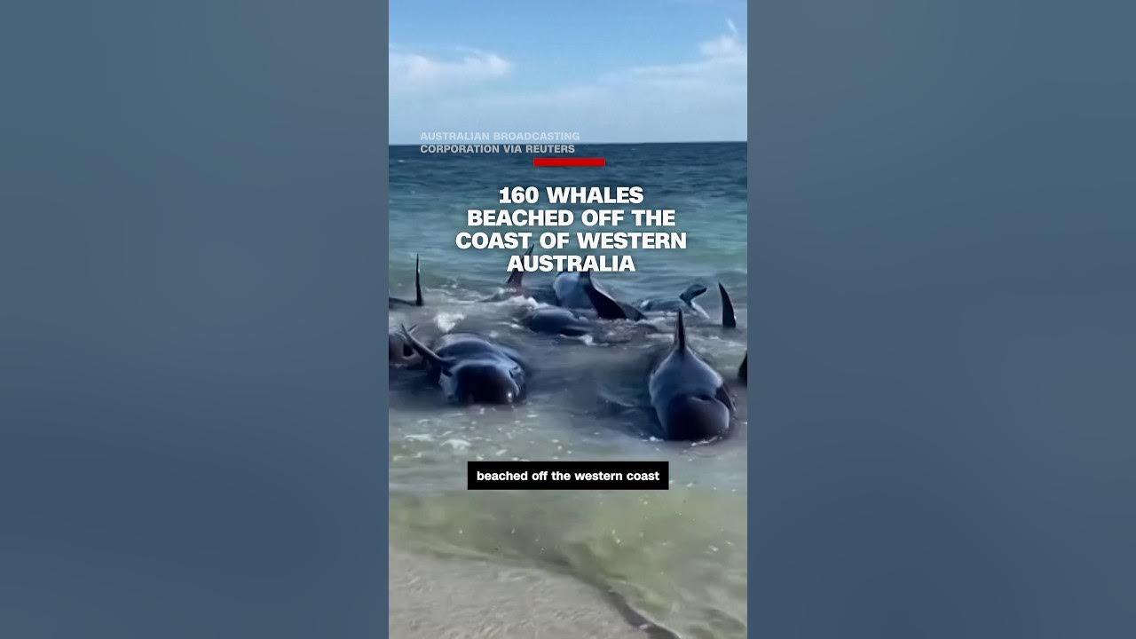 160 whales have beached off the coast of Western Australia