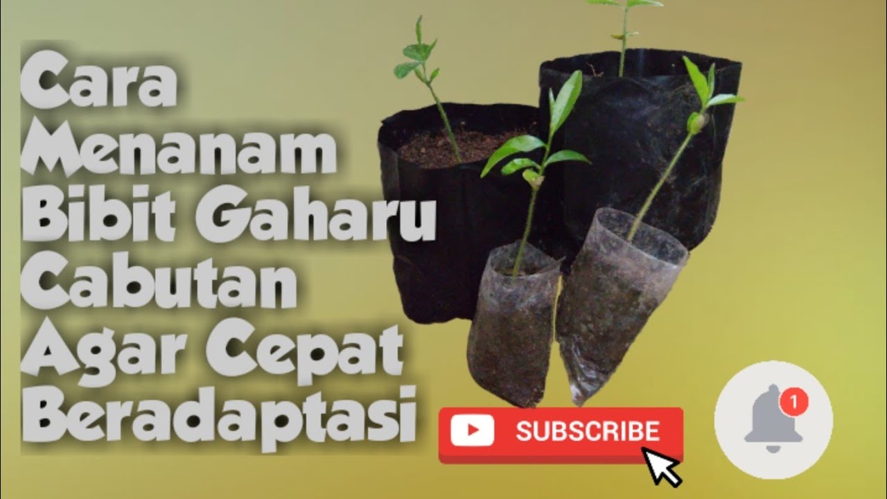 Cara Mudah Menanam Bibit Gaharu Cabutan Dalam Polybag Anti Gagal 