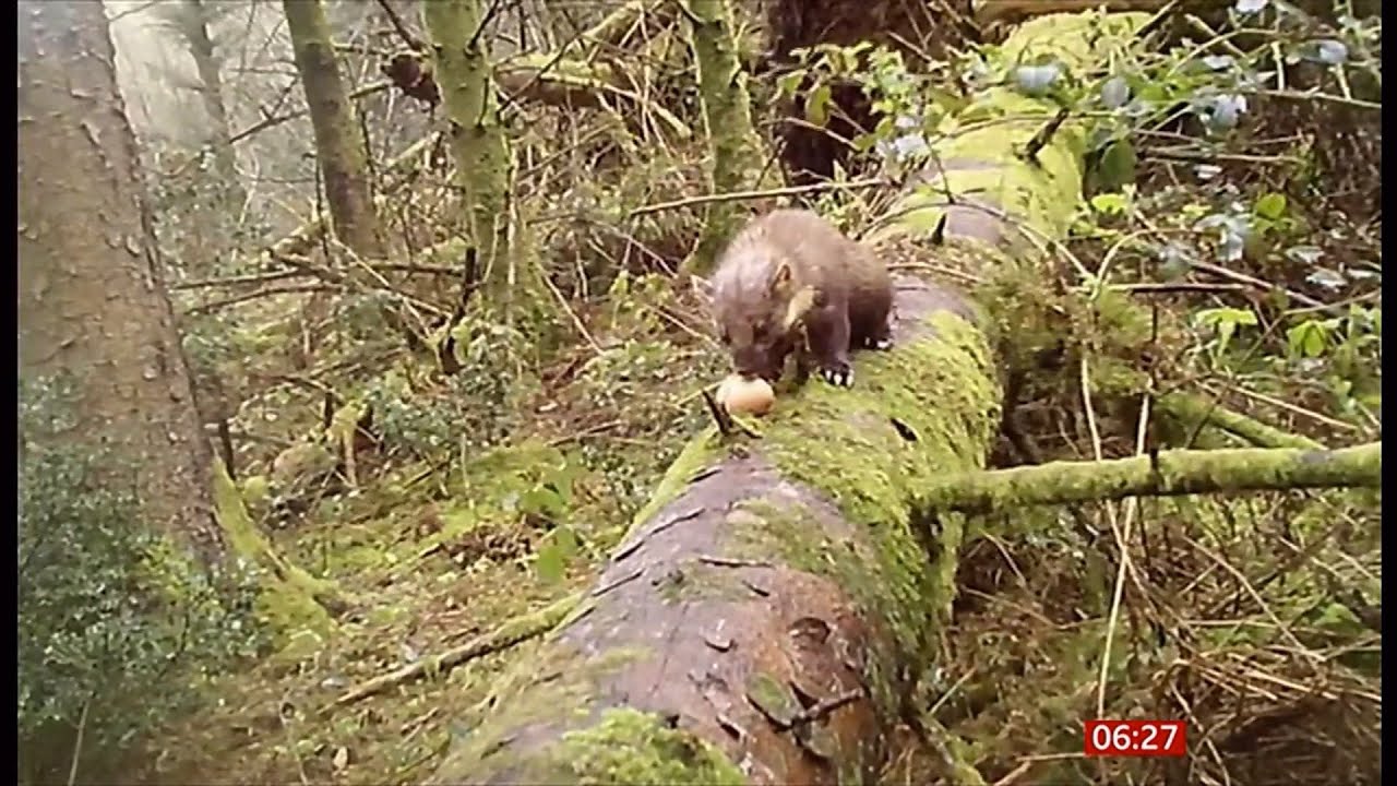 Squirrels and Pine Martens in the UK - 11/May/2024