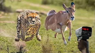 Top 10 Fastest Animals in the World.