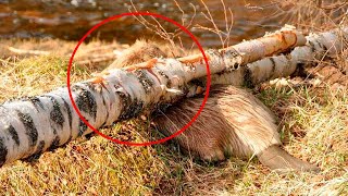 Un jeune homme a décidé d&#39;aider un castor coincé sous un arbre, et il en a été remercié