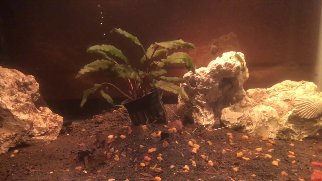 Baby Guppy and Molly Fry in a Community Tank! YouTube