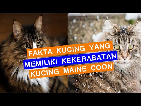 Video: Fakta Singkat Tentang Kucing Hutan Norwegia