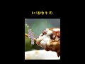 約會料理「紅酒燉牛肉」#shorts #Shorts