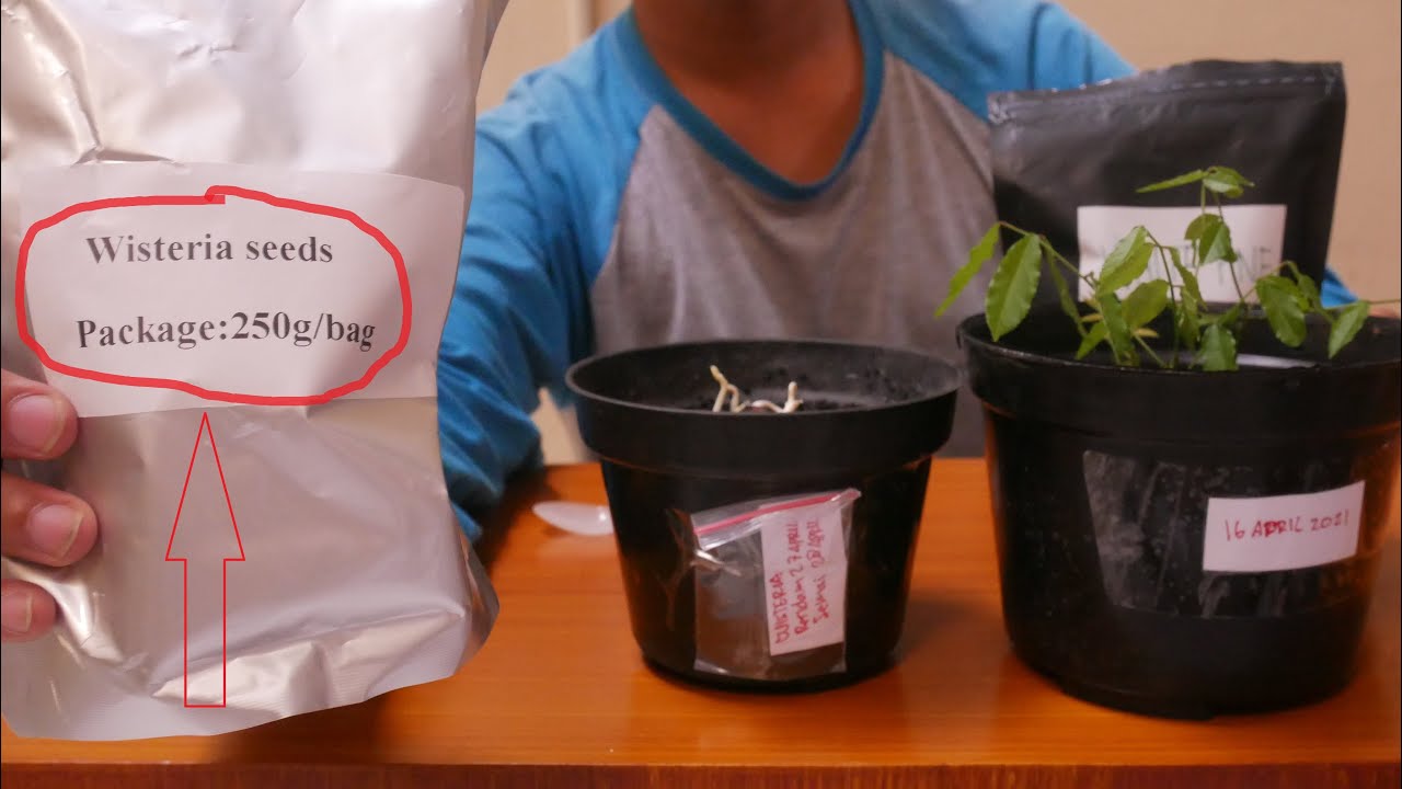 Cara Semai Wisteria Mudah Sekali Tumbuh