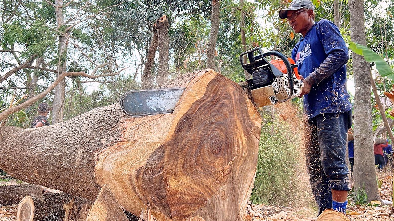 Strongest chainsaw⁉️ Stihl ms881, cut down trembesi tree. - YouTube