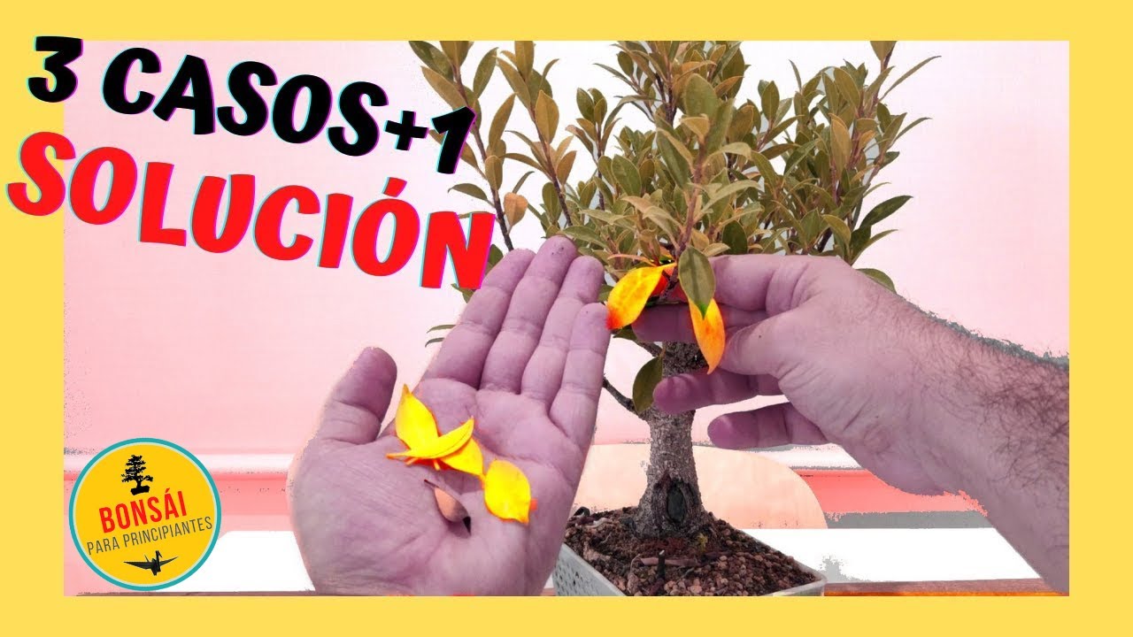 🅲🆄🅸🅳🅰🅳🅾 - mi FICUS tiene HOJAS AMARILLAS // Se CAEN las HOJAS de mi FICUS