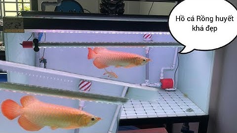 Hồ Cá Rồng Huyết Khá Đẹp - So Sánh Nhỏ Bộ Lọc Hồ Cá Koi Và Rồng Huyết.Hồ Em Hoàng Anh ở Đồng Nai.