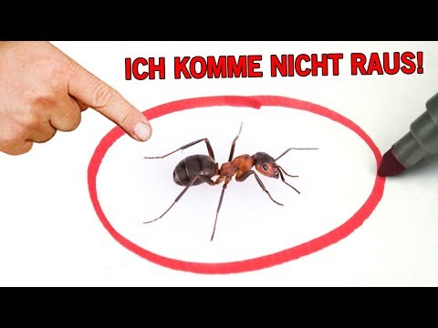 Ameisen gefangen in einem Farbkreis - Mythos oder Realität?
