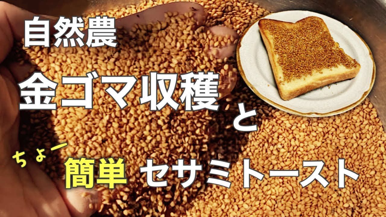 ゴマのゴミ取り◯◯◯のザルを使えば8〜9割取れます！簡単おいしいセサミトースト作ったよ！
