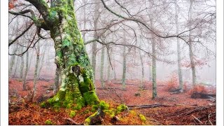 Por el Parque Natural de Redes Ruta a Vega Pociellu