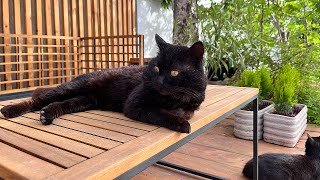 Activity Of Three Black Cats