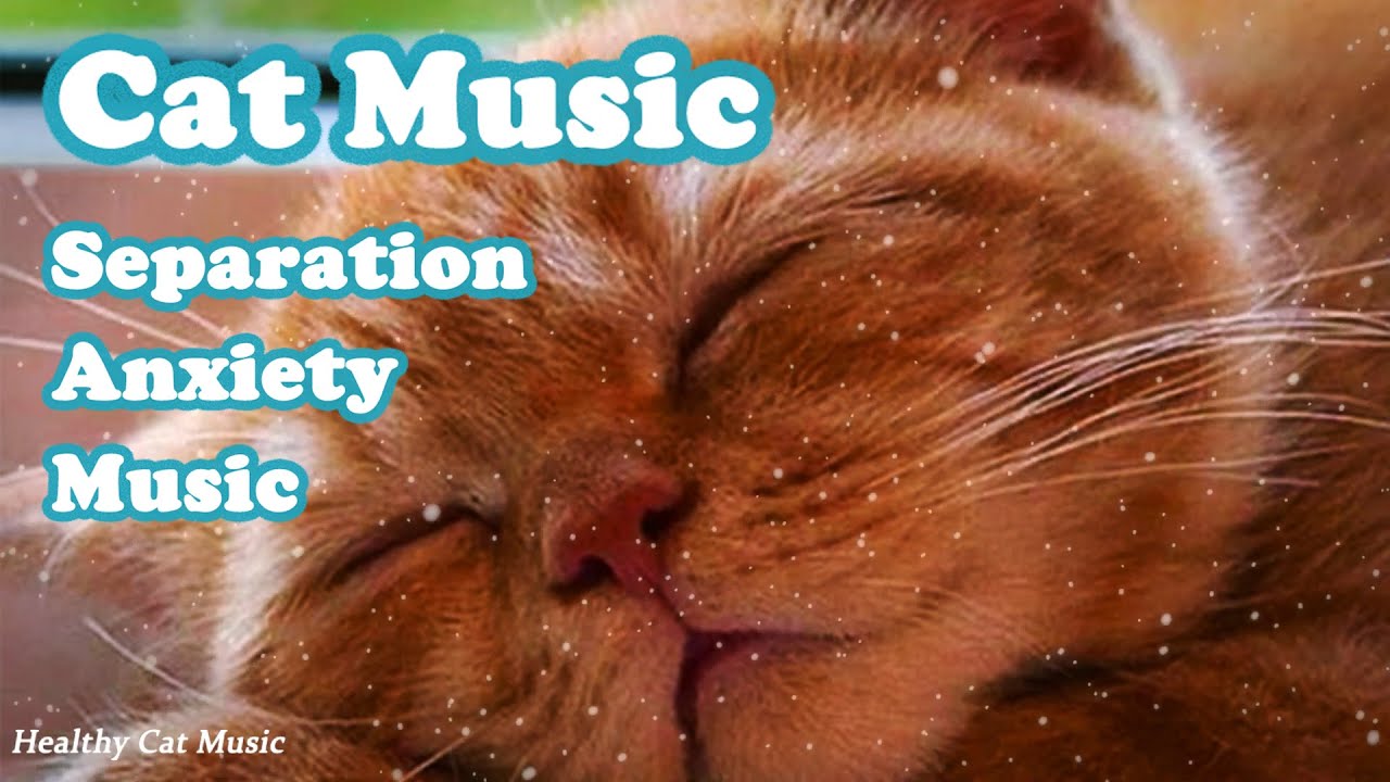 Photo inspiration: Sleep Solutions For Kittens With Separation Anxiety Building Trust And Photo Inspiration