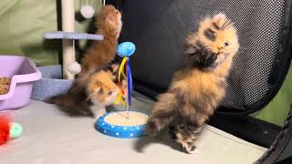 High Desert Persians Peggy Sue kittens