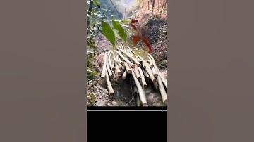 Cách người miền núi vận chuyển tre xuống núi cực hay . #shorts  #kienthuc #khampha