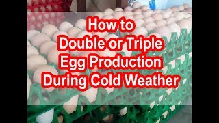 Double or Triple egg production in chicken during cold weather Increase eggs egg production