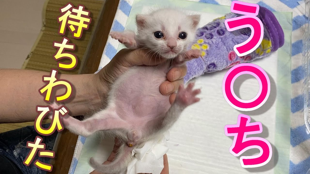 ずっと便秘だった生後17日目の赤ちゃん猫がようやく踏ん張り始めた 保護猫 Youtube