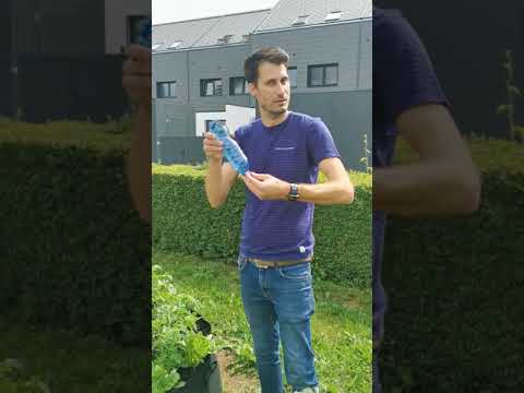 Video: Paradižnik u stakleniku. Suptilnosti uzgoja