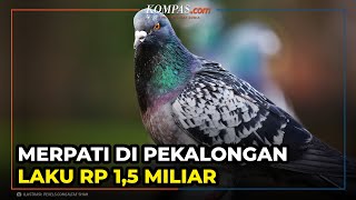 Seekor Merpati di Pekalongan Laku Rp 1,5 Miliar, Pemiliknya Tak Bisa Tidur