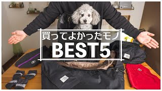 犬を愛し過ぎた飼い主が、最近愛犬のために買って良かったモノ選【トイプードル】