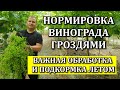 ВАЖНАЯ ОБРАБОТКА И ПОДКОРМКА ЛЕТОМ. НОРМИРОВКА ВИНОГРАДА ГРОЗДЯМИ