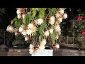 Epiphyllum oxypetalum  queen of the night   super bloom  time lapse