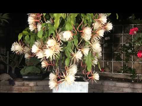 Epiphyllum oxypetalum  (Queen of the Night - 月下美人） Super Bloom  Time Lapse