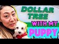 DOLLAR TREE WITH MY PUPPY 🐶!! (I Let My Puppy Buy Anything She Wants)