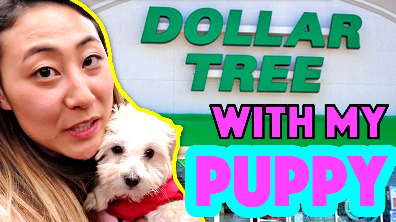 Dollar Tree With My Puppy I Let My Puppy Buy Anything She Wants Youtube Puppies Big Puppies Dollar Tree Dollar Tree With My Puppy I Let My Puppy Buy Anything She Wants Youtube Puppies Big Puppies Dollar Tree