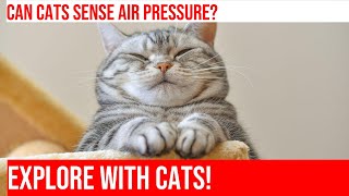 Can Cats Sense Changes in Air Pressure During Plane Travel