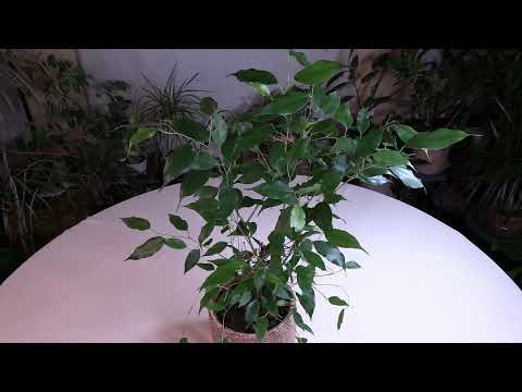 home care for ficus Benjamina Natasha