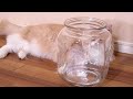 瓶と猫　　　PDS