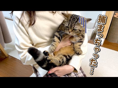 抱っこしたくて追いかける姉から逃げ回る猫w